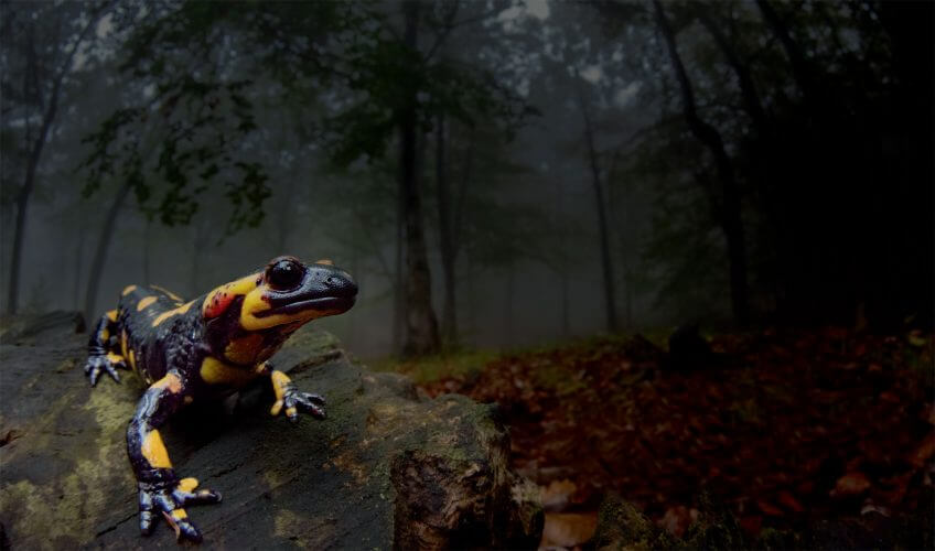 salamandre