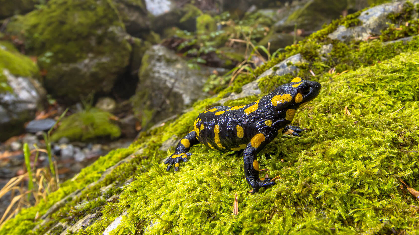 Fire salamander in forest landscape