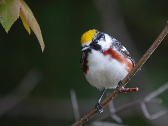 {{brizy_dc_image_alt imageSrc=